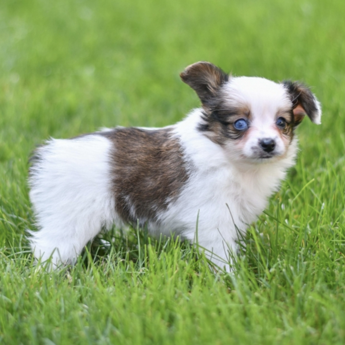comprar cachorros sanos, baratos y asequibles para la venta